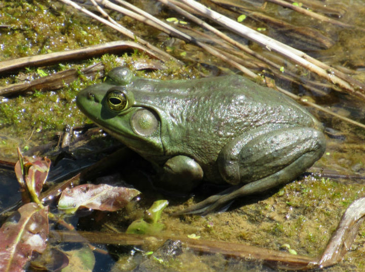 American Bullfrog